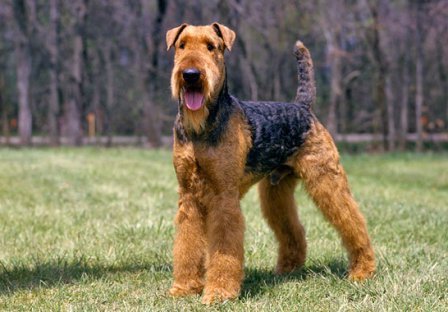 airedale terrier