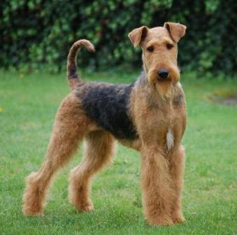 airedale