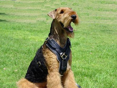 airedale arnes