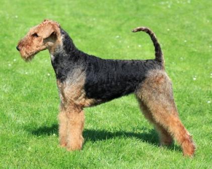 perfil airedale